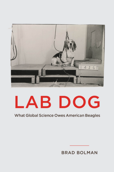 Lab Dog